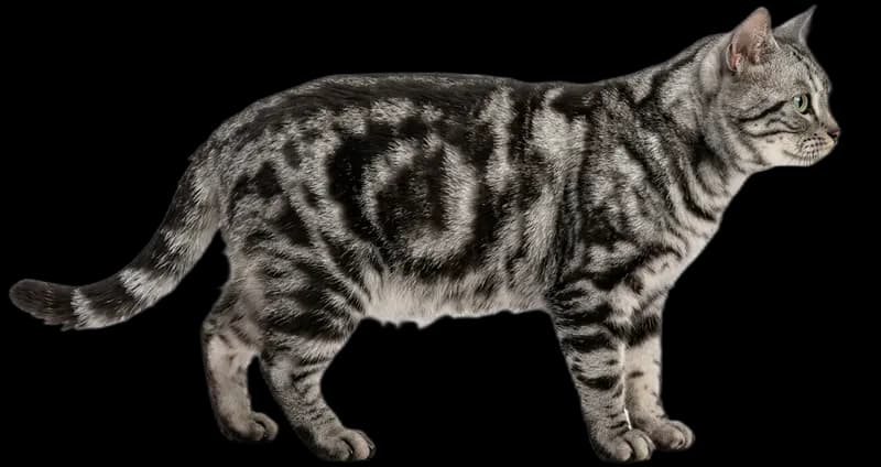 American Shorthair