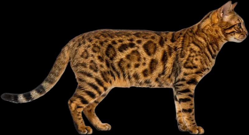 Bengal cat