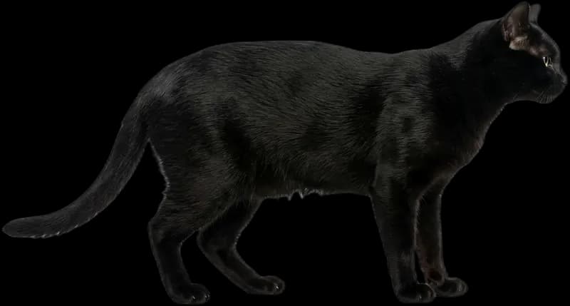 Bombay cat