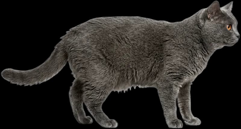 Chartreux (Kartäuser)