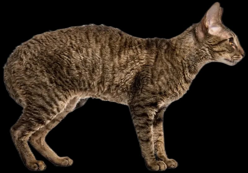 Cornish Rex