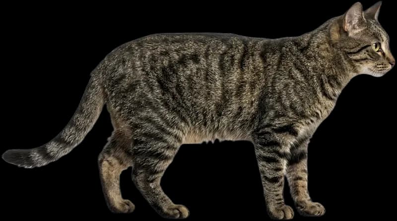 European Shorthair
