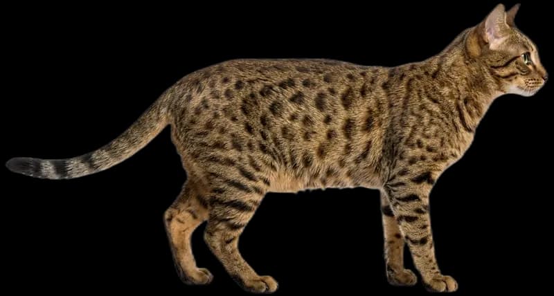Ocicat