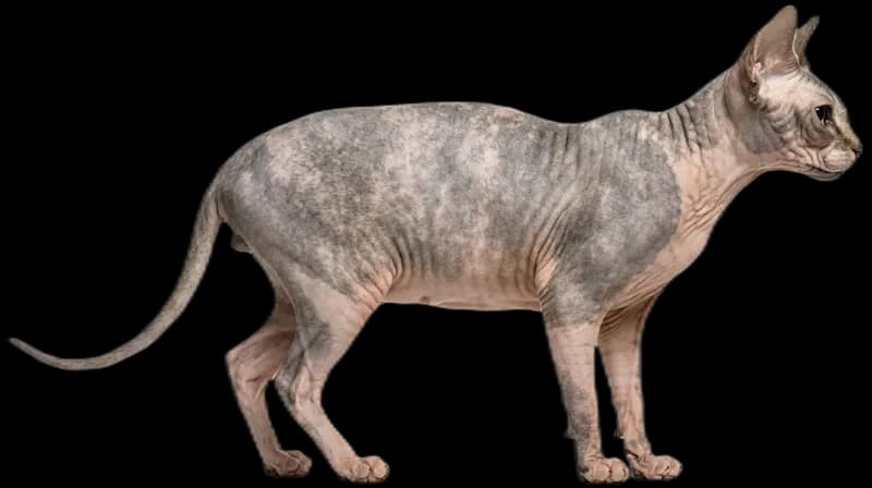 Sphynx cat