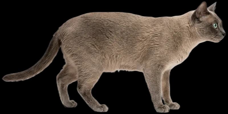 Tonkinese