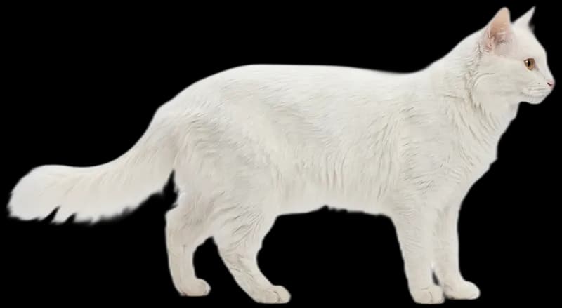 Turkish Angora