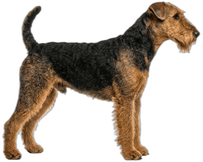 Airedale Terrier