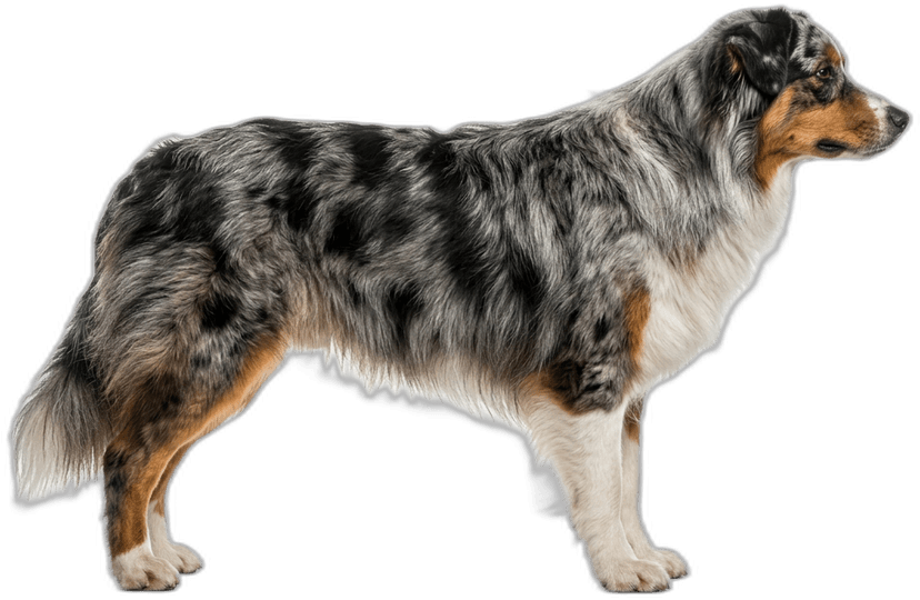 Australian Shepherd