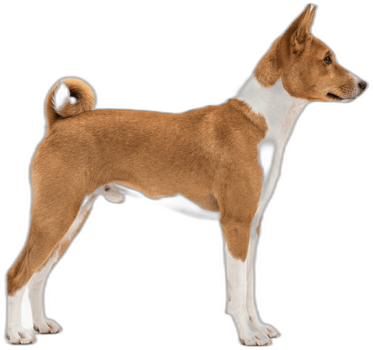 Basenji
