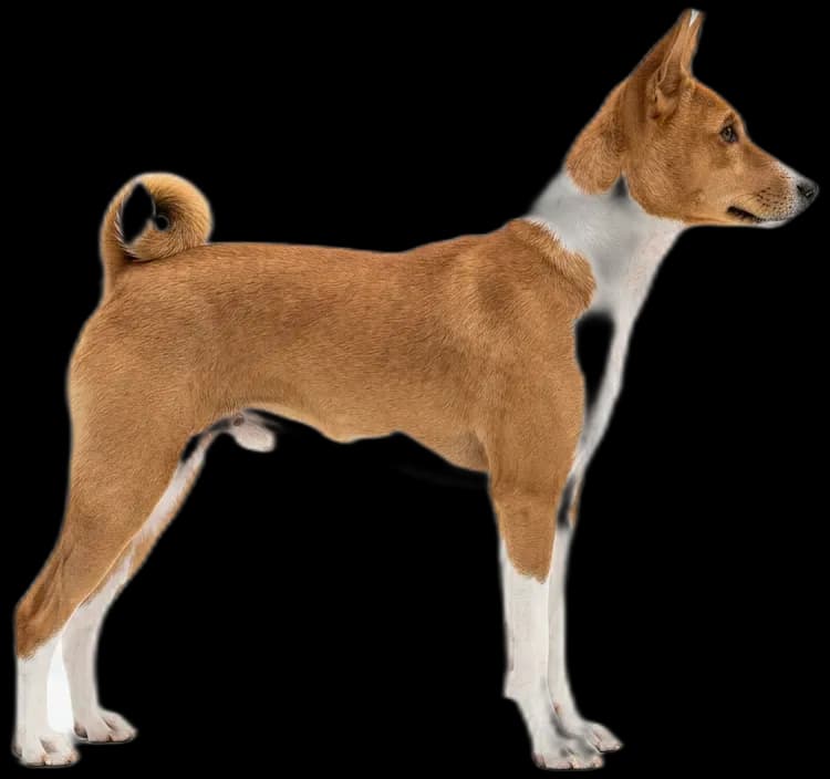 Basenji