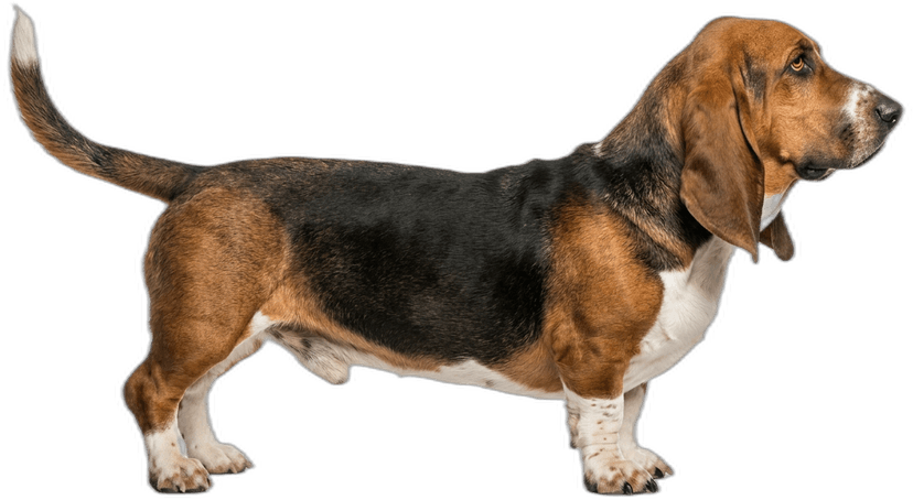 Basset Hound