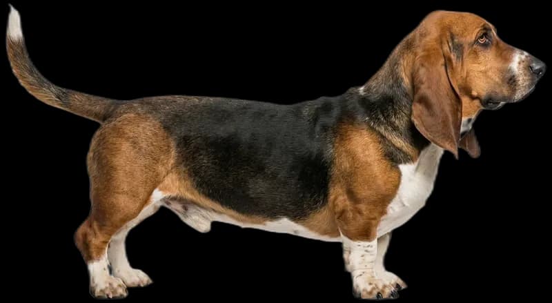 Basset Hound