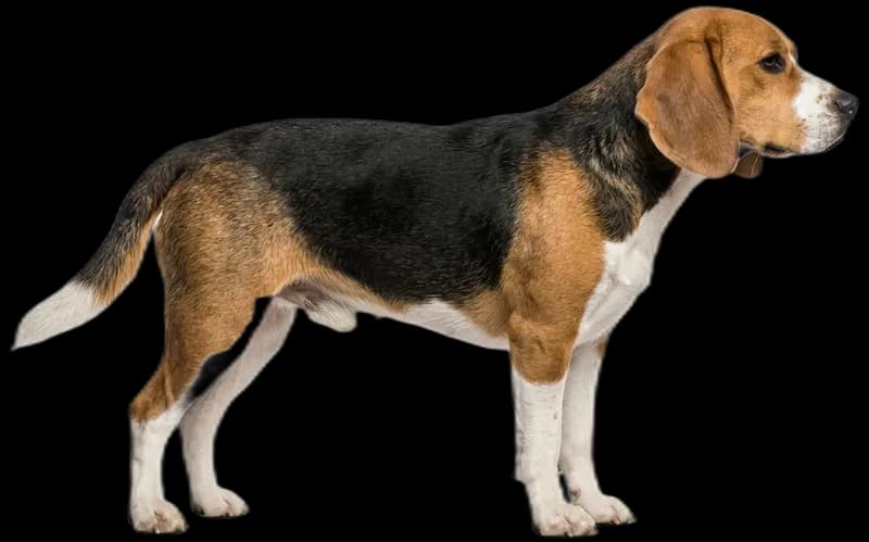 Beagle