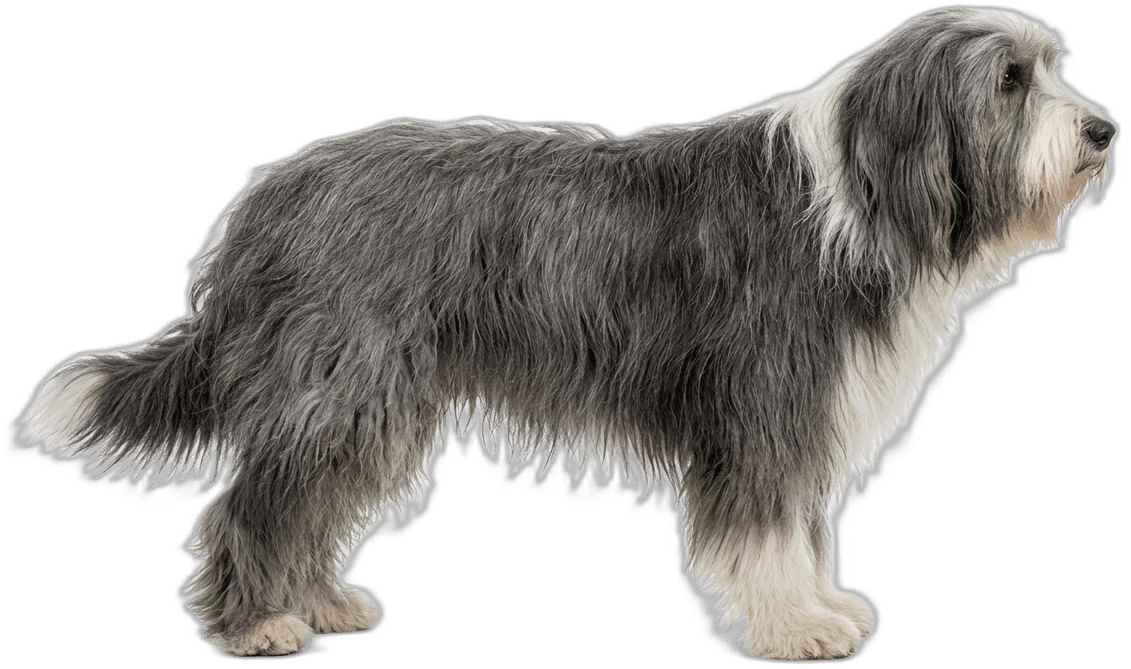 Bearded Collie