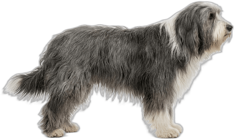 Bearded Collie