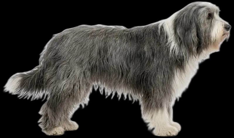 Bearded Collie