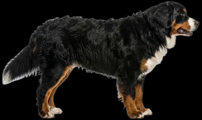 Bernese Mountain Dog