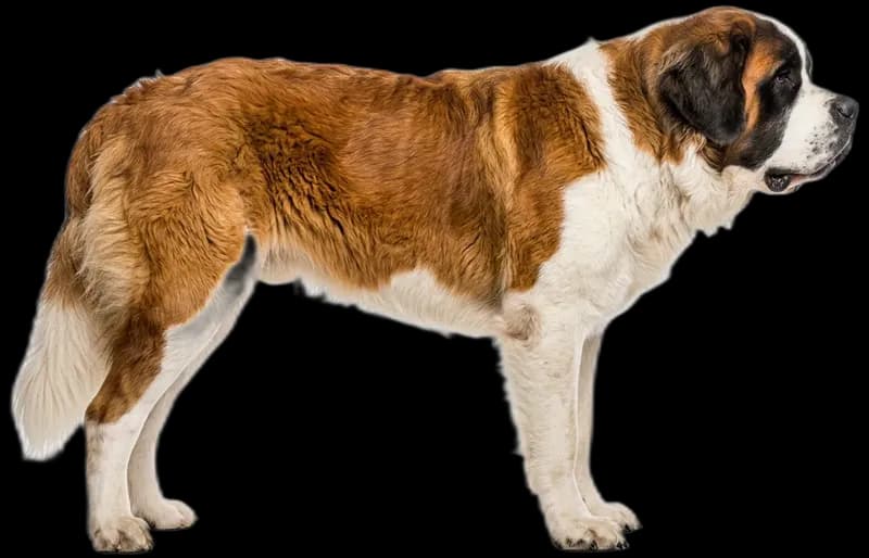 St. Bernard