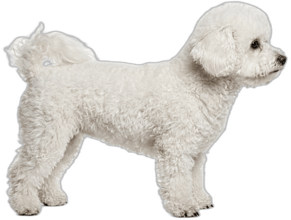 Bichon Frisé