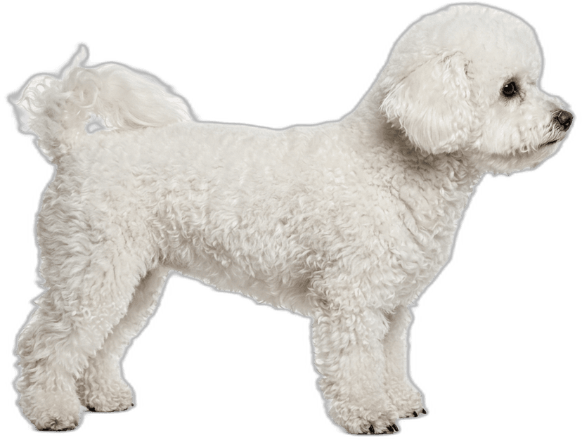 Bichon Frisé