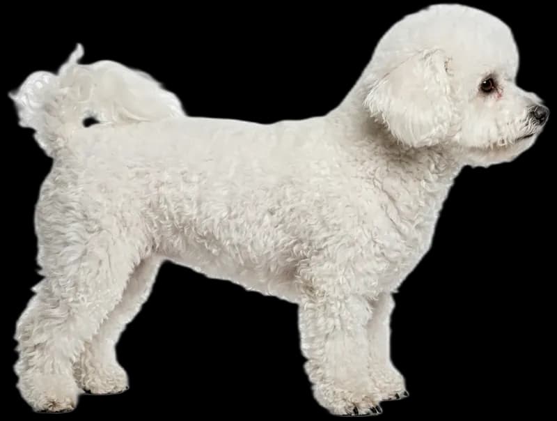 Bichon Frise