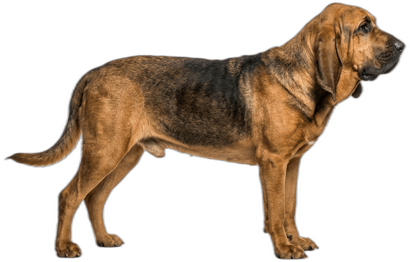 Bloodhound