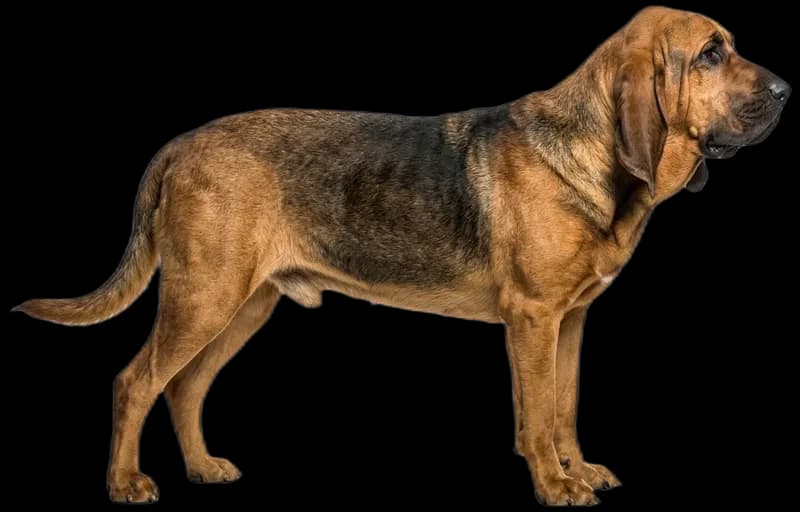 Bloodhound