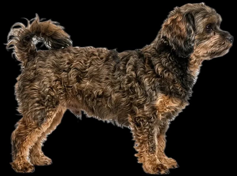 Russian Tsvetnaya Bolonka