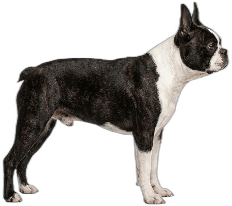 Boston Terrier