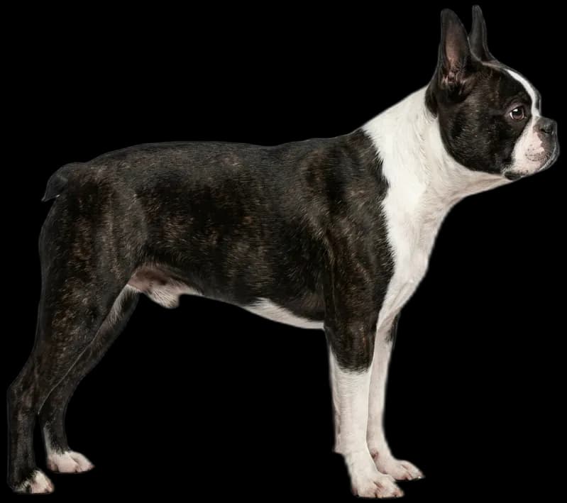 Boston Terrier