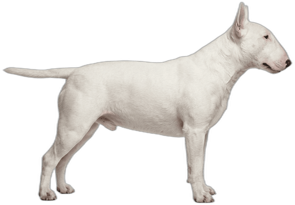 Bullterrier