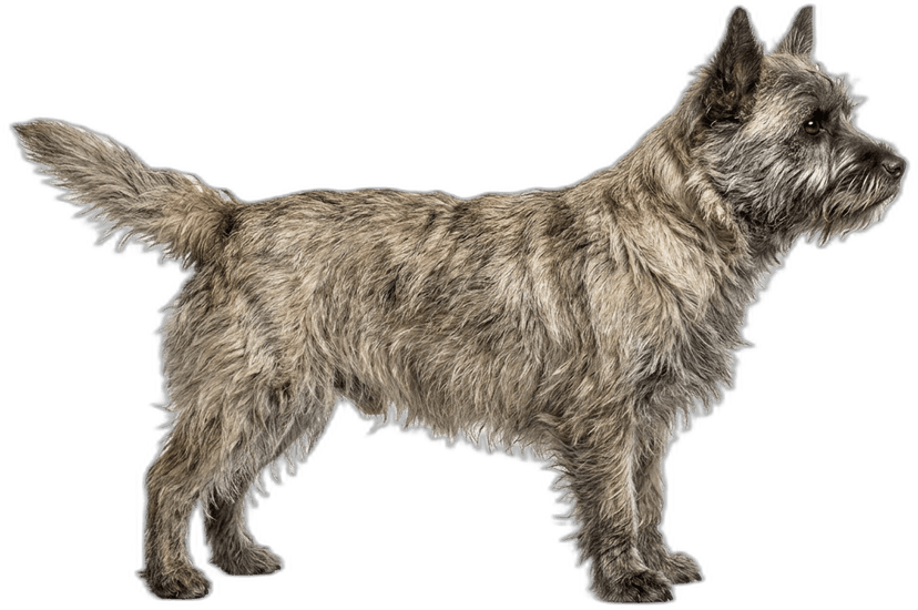 Cairn Terrier