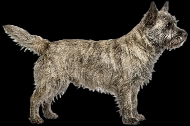 Cairn Terrier