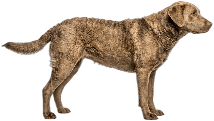 Chesapeake Bay Retriever