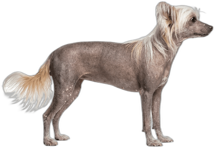 Chinesischer Schopfhund