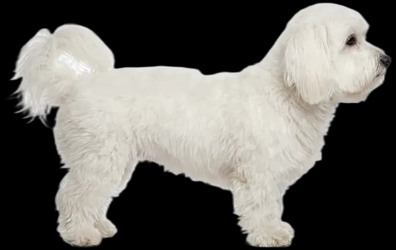 Coton de Tulear