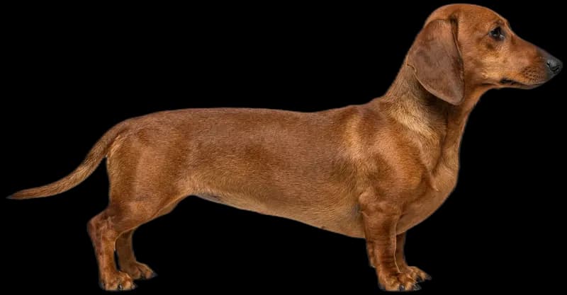 Dachshund