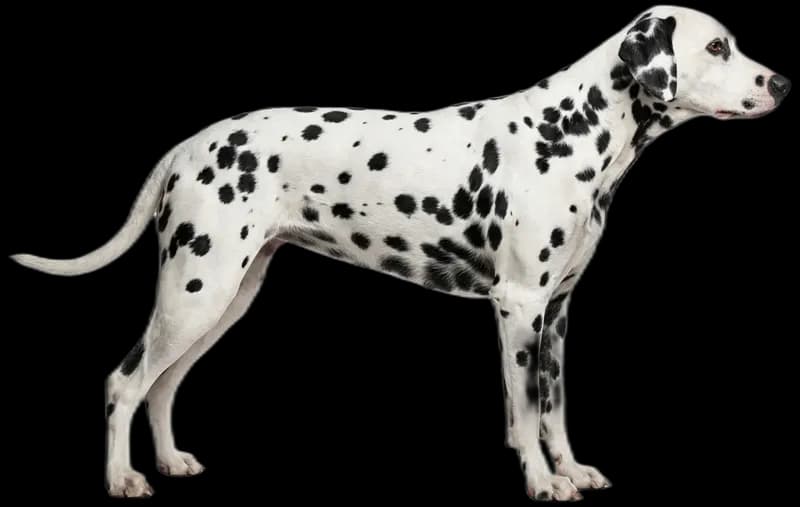 Dalmatian