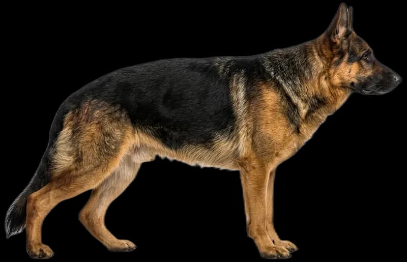 German Shepherd Dog