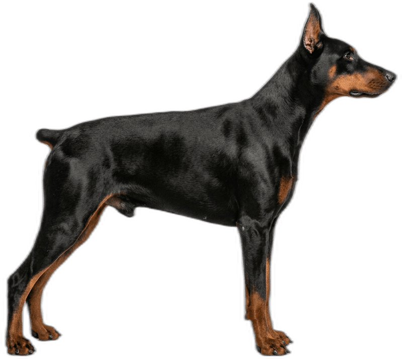 Dobermann