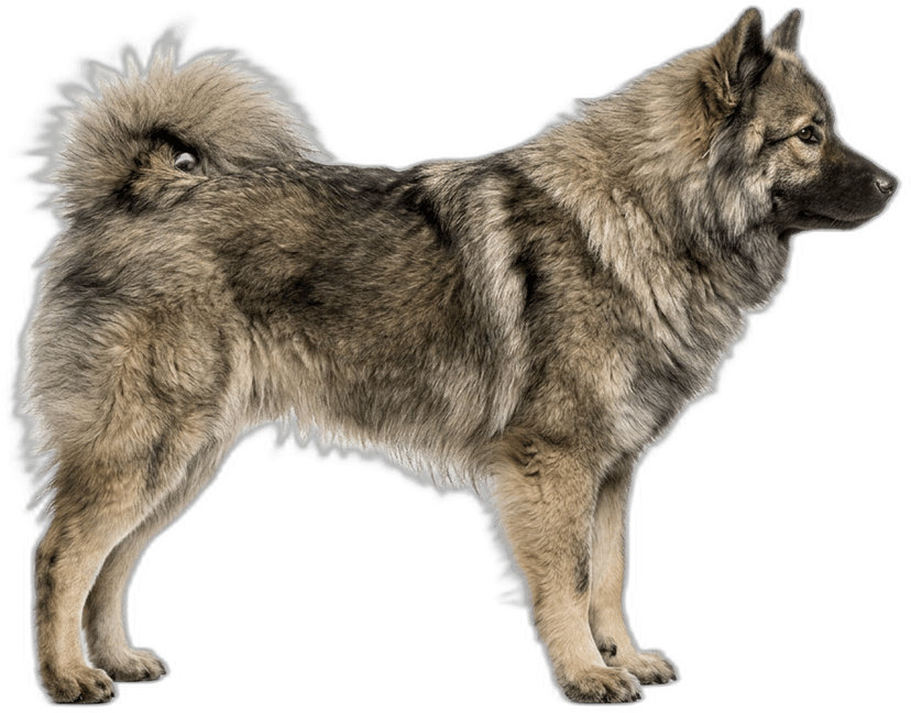 Eurasier