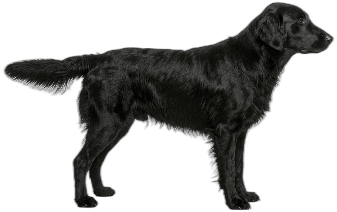 Flat Coated Retriever
