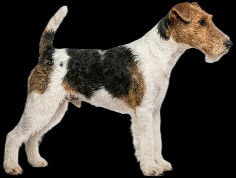 Fox Terrier
