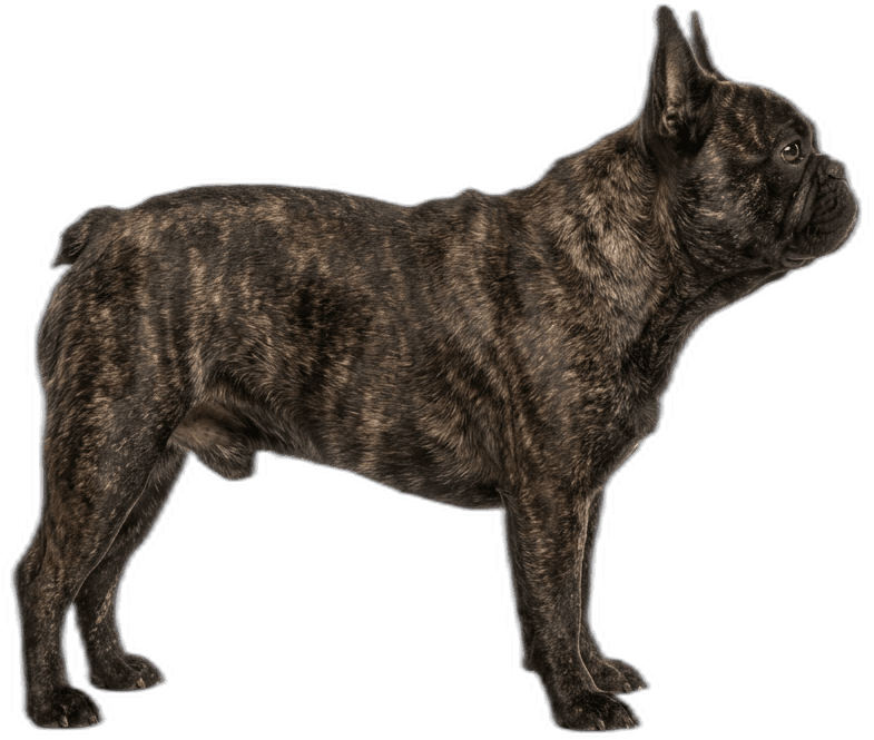 Französische Bulldogge