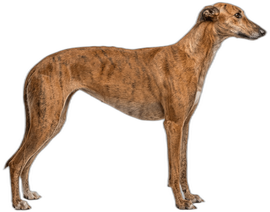 Galgo Español