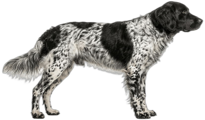 Großer Münsterländer