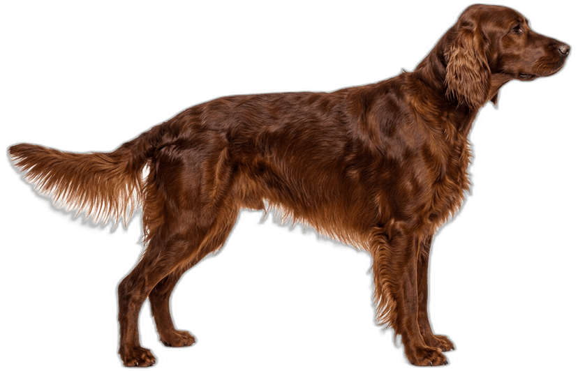 Irish Setter