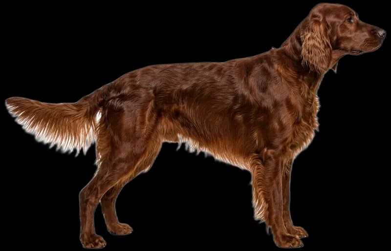 Irish Setter