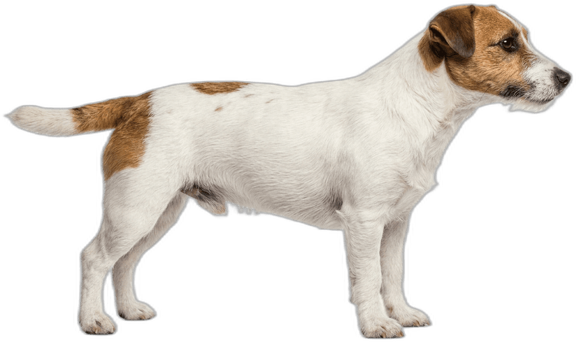 Jack Russell Terrier