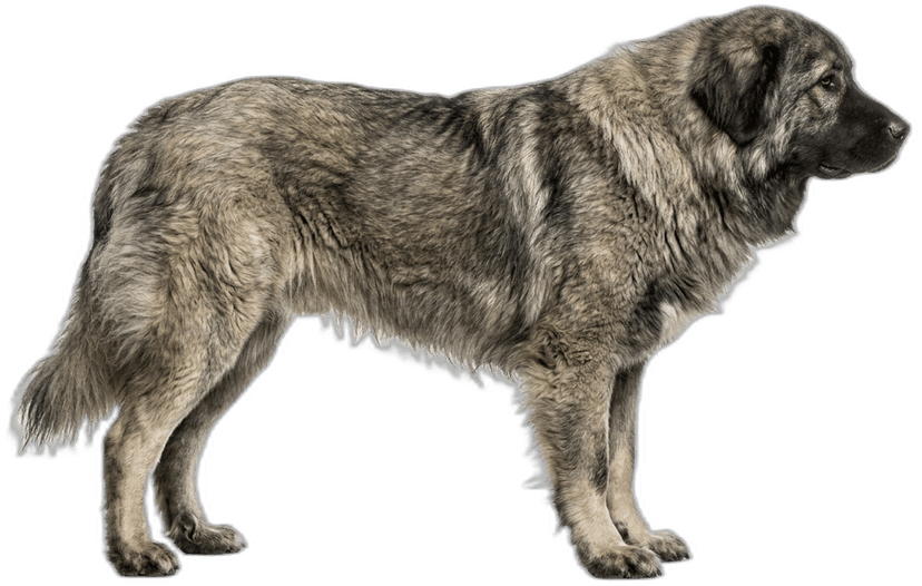 Kaukasischer Owtscharka